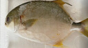 【順豐包郵】新鮮特大金鯧魚(yú)鮮活冷凍海魚(yú)金昌魚(yú)平魚(yú)白鯧海魚(yú)冰鮮 5條裝【每條0.8-1斤】 曬單實(shí)拍圖