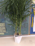 恰意富貴椰子植物客廳大型盆栽散尾葵鳳尾竹樹(shù)室內四季常青綠植好養 【帶盆高約0.8米-1米】菱形樹(shù)脂盆+肥料 曬單實(shí)拍圖
