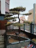 精品造型油松黑松赤松大型景觀松庭院松綠化工程松 其他規(guī)格 具體造型規(guī)格咨詢客服選樹 曬單實拍圖