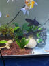 淘歌魚(yú)缸氧氣泵養(yǎng)魚(yú)增氧泵低音小型家用魚(yú)缸增氧打氧機(jī)AP948雙孔10w 曬單實(shí)拍圖