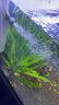 森森魚缸過濾器三合一內(nèi)置小型水族箱過濾系統(tǒng)增氧泵XQP-1000F 15W 曬單實拍圖
