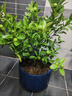 植美施三元復合肥速效平衡氮磷鉀家用養花專(zhuān)用肥料植物通用三角梅花肥 300g三元復合肥2袋（實(shí)發(fā)3袋） 曬單實(shí)拍圖