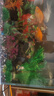 MIFLAME魚(yú)缸造景仿真水草套裝環(huán)保樹(shù)脂柔韌不傷魚(yú)水族箱布景裝飾擺件 10件混合裝 曬單實(shí)拍圖