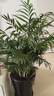 散尾葵鳳尾竹盆栽室內客廳大型綠植吸甲醛植物四季常青富貴椰花卉 散尾葵60-70CM8-12顆原土盆帶盆栽好 曬單實(shí)拍圖