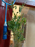 營(yíng)養土通用型有機土家用盆栽多肉養花種菜專(zhuān)用土壤種植養花泥炭土 【養花種菜通用】營(yíng)養土20斤 曬單實(shí)拍圖