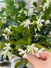 曄忻風(fēng)車茉莉盆栽超大苗濃香型垂絲爬藤花卉耐寒陽臺(tái)盆栽植物四季開花 白色爬藤3年老樁【1.3-1.5米高】(開花少量) 曬單實(shí)拍圖