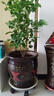 幸福樹(shù)客廳大盆栽室內好養花卉盆景綠植辦公室四季常青植物 幸福樹(shù)60-70厘米【原土原盆】 曬單實(shí)拍圖