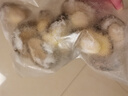 黃小漁三去鮑魚肉 凈重200g 8-11粒 火鍋燒烤食材 冷凍貝類海鮮夜宵生鮮 曬單實(shí)拍圖
