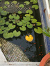 紅國獅金魚(yú)冷水魚(yú)鴻運當頭鶴頂鎏金金魚(yú)苗獅子頭好養耐活淡水金魚(yú) 紅國獅8-10cm2條送魚(yú)食 曬單實(shí)拍圖