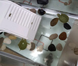 闊庭（KUOTING）烏龜缸桌面透明生態(tài)烏龜缸烏客廳水族箱白色 曬單實(shí)拍圖