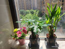 【帶盆高度約15-23cm】特價(jià)發(fā)財樹(shù)盆栽室內植物辦公室吸甲醛好養 單桿發(fā)財樹(shù)+塑料節節高升盆+小方底座 花盆直徑約8cm 曬單實(shí)拍圖