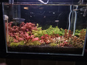 尼特利水草液肥基肥營(yíng)養液不傷魚(yú)草缸肥料魚(yú)缸植物紅草型350ml 曬單實(shí)拍圖