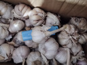 【百萬斤】【急賣】大蒜頭批發(fā)干蒜紫皮大蒜頭干蒜特大新鮮大蒜 新干蒜5斤保質(zhì)沖量-自然晾曬 整箱【5斤】中果【果徑3cm起】 曬單實拍圖