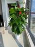 愛(ài)優(yōu)尚大葉綠蘿柱盆栽客廳大型綠植辦公室內除甲醛凈化空氣綠籮源頭直發(fā) 曬單實(shí)拍圖