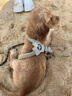 甜浪海狗繩牽引繩中小型犬遛狗胸背帶項圈貓咪牽引繩寵物用品M碼 曬單實拍圖