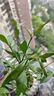 八芽小葉梔子花盆栽開(kāi)花植物室內桌面茶幾好養花卉綠植辦公室凈化空氣 小葉梔子花-陶瓷豎紋盆 帶盆栽好 曬單實(shí)拍圖