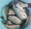 云飛魚無結(jié)主線線組套裝釣魚線主線成品綁好黑坑大物鰱鳙主線組配件漁具 3.9米八字環(huán)款4卷【拉力提升】 2.0號 曬單實(shí)拍圖