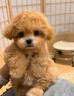 純種泰迪犬馬爾泰幼崽寵物狗狗茶杯犬黃白色香檳泰迪小型 寵物級 公 曬單實(shí)拍圖