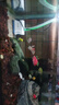 森森（SUNSUN）魚(yú)缸水泵小型潛水泵過(guò)濾泵抽水泵YQP-1500 23W 曬單實(shí)拍圖