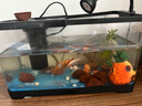闊庭（KUOTING）魚(yú)缸水族箱生態(tài)桌面魚(yú)缸新款懶人魚(yú)缸生態(tài)造景過(guò)濾制氧一體機(jī)黑色 曬單實(shí)拍圖