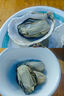 乳山牡蠣 鮮活乳山生蠔2XL 凈重3斤 9-12只 生鮮海鮮 源頭直發(fā) 中秋聚餐 曬單實(shí)拍圖