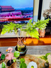 蕨類(lèi)水培植物盆栽紅磷蕨苔蘚球一葉蕨室內耐陰新中式禪意盆景綠植 精品紅磷蕨苔蘚球30-40cm【不帶盆】 送營(yíng)養液 曬單實(shí)拍圖