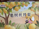 京鮮生青青大地萊陽(yáng)老樹(shù)秋月梨 6斤6粒 精品大果水果禮盒 曬單實(shí)拍圖