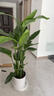 植男植女天堂鳥盆栽客廳室內好養(yǎng)大型落地真綠植辦公室大葉植物源頭直發(fā) 曬單實拍圖