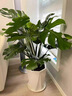 龜背竹老樁觀葉植物辦公室內(nèi)客廳大盆栽綠植物大型綠植盆景好養(yǎng)活 叢生龜背竹0.8-1m[圓柱樹脂盆] 曬單實(shí)拍圖