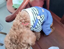 阿莫爾狗狗衣服可牽引寵物四腳衣泰迪比熊博美小型犬寵物貓咪春秋季外套 三小熊背帶褲 XS 建議1-3斤 具體參考尺碼表 曬單實(shí)拍圖