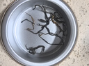 尋西湖茶葉滇紅茶正宗云南鳳慶滇紅金絲蜜香型嫩芽耐泡新茶罐裝50g 曬單實(shí)拍圖