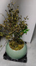 開(kāi)時(shí)果 小葉赤楠盆景擺件 辦公室桌面綠植花卉好養盆栽植物源頭直發(fā)包郵 【熱銷(xiāo)款】哥窯浸墨盆+苔蘚+底座 曬單實(shí)拍圖
