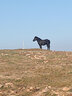 駱駝（CAMEL）加絨工裝女褲防風(fēng)防水傘兵軟殼休閑褲 C25CAYL6021 幻影黑 M 曬單實(shí)拍圖