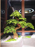 景塵櫥窗仿真迎客松樹(shù)羅漢松樹(shù)新中式室內綠植造景裝飾酒店裝飾假松樹(shù) 高1.2米寬約1.4米單樹(shù)(自然形態(tài)） 【原木款】 曬單實(shí)拍圖