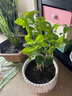 茉莉花苗盆栽帶花苞九里香老樁花卉植物室內(nèi)濃香四季開(kāi)花好養(yǎng) 大份茉莉花【4-6顆】花苞飽滿(mǎn) 曬單實(shí)拍圖