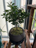 八芽 小葉赤楠盆景擺件室內綠植花卉盆栽老樁客廳辦公室桌面好養植物 （【熱銷(xiāo)款】舍得紫砂盆赤楠+苔蘚+底座） 曬單實(shí)拍圖