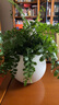 吉姆蕨盆栽蕨類(lèi)植物好養活四季懶人門(mén)口室內辦公室電視柜旁邊綠植 吉姆蕨配小號白色磨砂球盆 曬單實(shí)拍圖