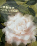 babycare山茶花高腰一次性內褲孕婦產后大碼產婦旅行月子女士免洗 L碼4條 曬單實拍圖