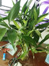【富貴竹】水培節(jié)節(jié)高室內(nèi)綠植客廳招財植物鮮花卉好養(yǎng)常綠七夕 綠色水培富貴竹60cm5枝 曬單實拍圖