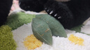 熊貓工廠(chǎng)五月齡站姿福寶高仿真可愛(ài)熊貓玩偶毛絨玩偶節日七夕禮物 五月齡站姿福寶 曬單實(shí)拍圖