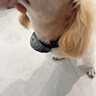 寵物訓狗自動(dòng)止吠器智能自動(dòng)防叫防咬器狗電擊項圈小中型犬通用 自動(dòng)止吠【智能感應防狗叫】 曬單實(shí)拍圖