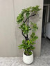 仙植緣【基地發(fā)貨】造型鴨腳木盆栽鴨掌木客廳落地大型綠植八方來(lái)財植物 特級造型鴨腳木|樹(shù)脂聚寶盆 【拍照選請留電話(huà)】整體高1.5-1.7米 曬單實(shí)拍圖