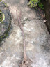泰國無(wú)籽山竹果樹(shù)苗山竹樹(shù)苗南方北方種植四季盆栽地栽當年結果 3年山竹苗明年結果 帶土球帶葉 70cm(含)-79cm(含) 曬單實(shí)拍圖
