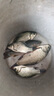 川澤短子線雙鉤升級金袖魚鉤成品綁好套裝淺水野釣防纏繞海夕鉤鯽魚鉤 金袖有刺32cm【鉤3/4線0.4/0.6】 子線雙鉤20付/盒 曬單實拍圖