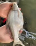 野釣打窩餌料專(zhuān)用鰱鳙浮釣鰱魚(yú)鳙魚(yú)顆粒料魚(yú)餌黑坑超濃腥冬釣魚(yú)食 1瓶裝 曬單實(shí)拍圖