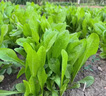 綠中城黑麥草種籽子種多年生牧草種子畜牧養(yǎng)殖草種雞鴨牛羊魚草種籽四季 進(jìn)口大葉菊苣凈籽/一斤廠家原裝 曬單實(shí)拍圖