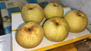 【原產(chǎn)地直銷(xiāo)】寧陵梨河南寧陵酥梨果農現摘新鮮水果梨子10斤包郵 10斤裝 中果（15個(gè)裝） 曬單實(shí)拍圖