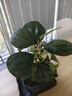 MPPMCK小盼菩提樹(shù)菩提帶果盆栽禪意桌面綠植好養室內植物辦公室花卉盆景 4-8果小盼菩提仿瓷舍得底座 曬單實(shí)拍圖