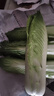 龍牙菜龍牙白菜寧夏供港龍芽菜長(cháng)白菜清甜多汁 2500g帶箱 曬單實(shí)拍圖