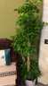 植男植女幸福樹(shù)造型綠寶盆栽真綠植客廳室內大型綠植辦公喬遷新居源頭直發(fā) 曬單實(shí)拍圖